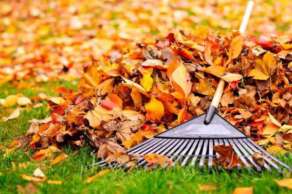 Leaf Removal Service