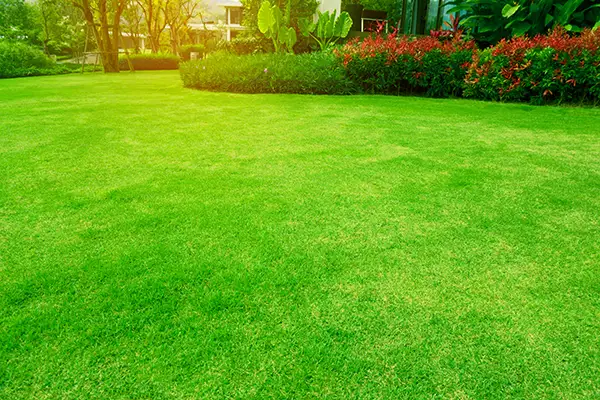 Other services by CJ's Green Thumb Lawn Care